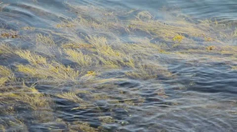 Seaweed Vidéo 11882109