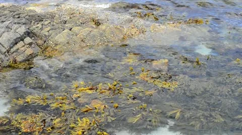 Seaweed Stock Footage 20443036