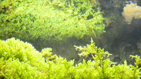 Seaweed Stock Footage 21845468