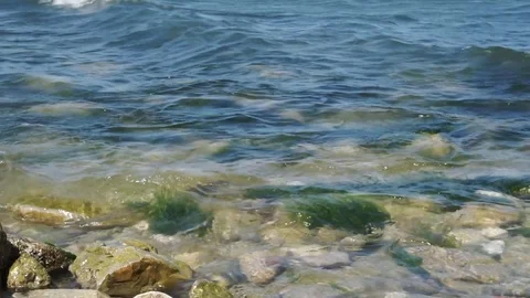 Seaweed Stock Footage 112889643