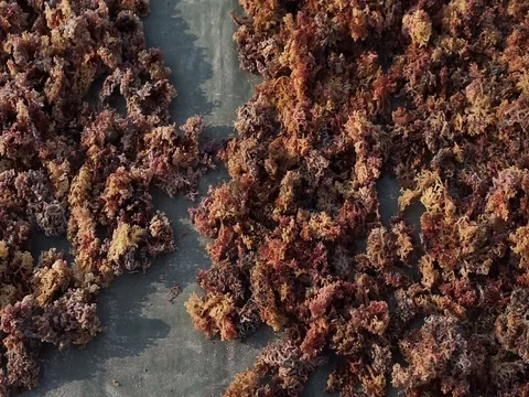  seaweed Stock Footage 115781309