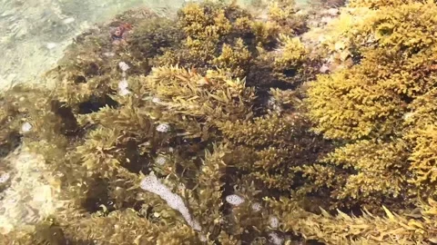 Seaweed Stock Footage 131264609