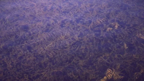 Seaweed Stock Footage 150608285