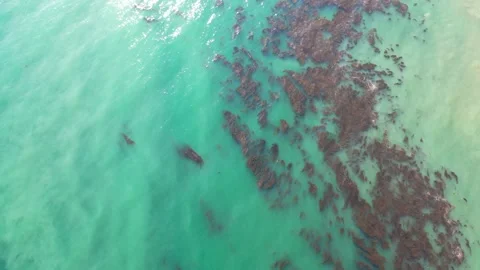 Seaweed Vídeo Stock 150773480