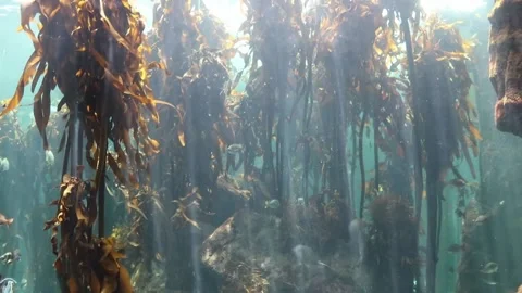 Seaweed Video stock 153025363