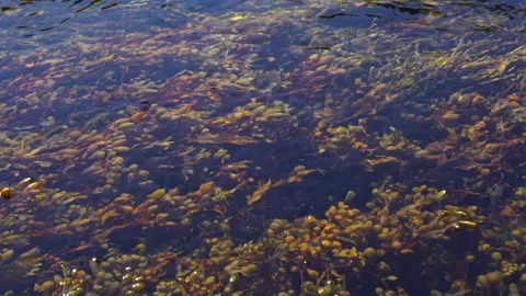 Seaweed Video stock 160355005