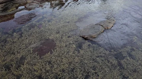 Seaweed Stock Footage 229984597