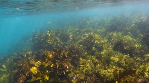 Seaweed Stock Footage 237740369