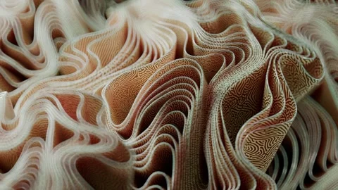 Seaweed Stock Footage 255201794