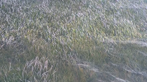 Seaweed 스톡 동영상 269723090