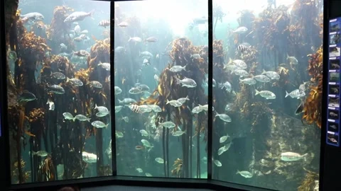 Seaweed forest in an aquarium Video stock 153657768