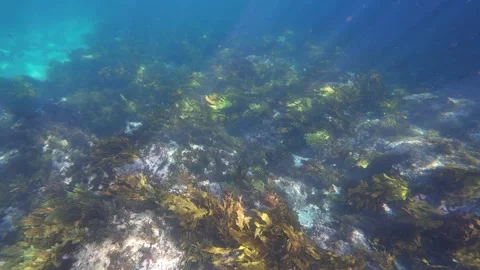 Seaweed Forest Stock Footage 288332227