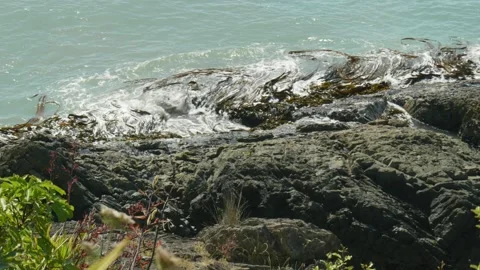Seaweed getting caught in waves on shore Stock Footage 260369785