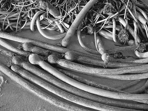 Seaweed Graphic Stock Photos