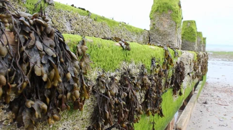 Seaweed On Groin Video stock 36556254
