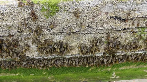 Seaweed On Groin Video stock 36769248