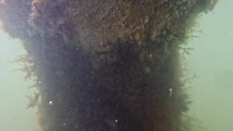 Seaweed grows on submerged dock post in Sinepuxent Bay, Maryland. Stock Footage 316225414