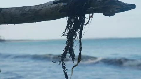Seaweed hanging off tree on beach Stock Footage 297715630