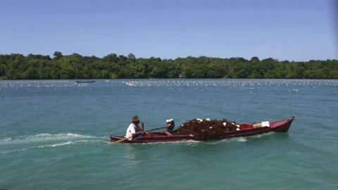 Seaweed Harvest Stock-Footage 204096352