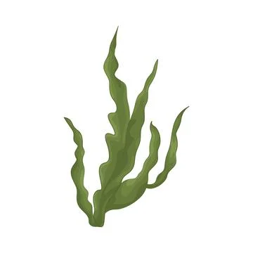 Seaweed Illustration Stock Illustration