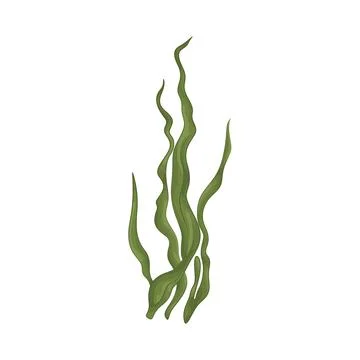 Seaweed Illustration Stock Illustration