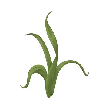 Seaweed Illustration Stock Illustration