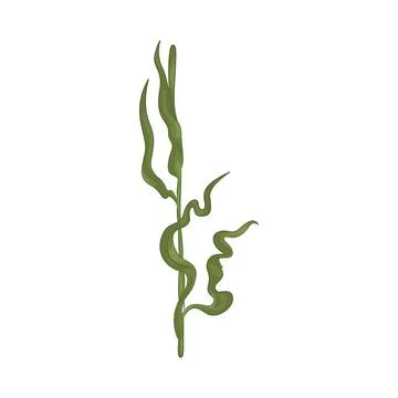 Seaweed Illustration Stock Illustration