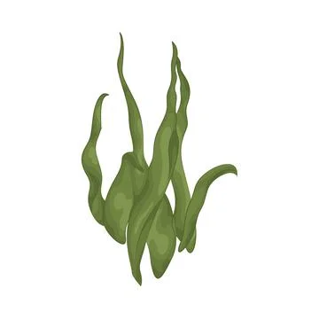 Seaweed Illustration Stock Illustration