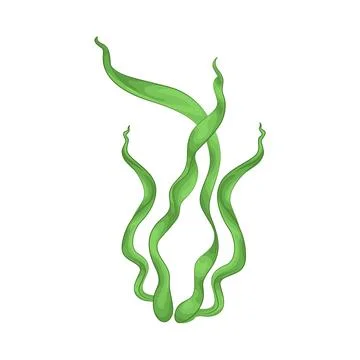 Seaweed Illustration Stock Illustration