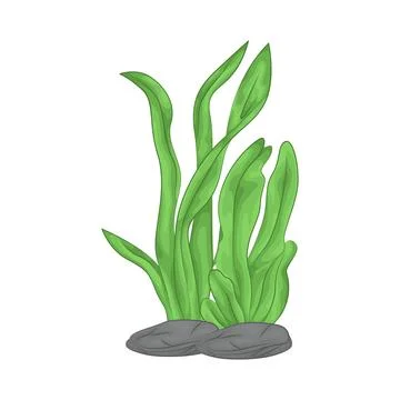 Seaweed Illustration Stock Illustration