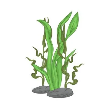 Seaweed Illustration Stock Illustration
