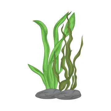 Seaweed Illustration Stock Illustration