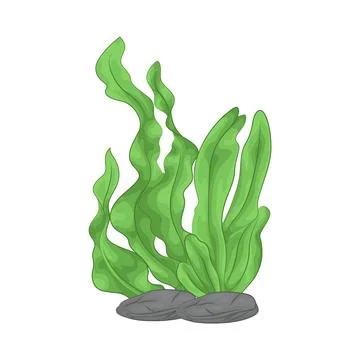 Seaweed Illustration Stock Illustration