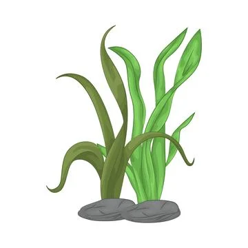Seaweed Illustration Stock Illustration