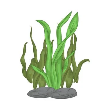 Seaweed Illustration Stock Illustration