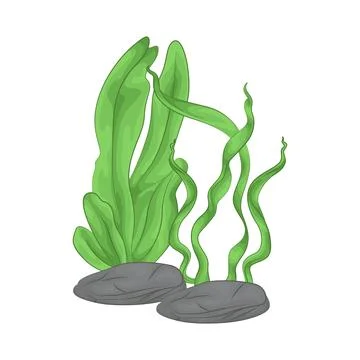 Seaweed Illustration Stock Illustration