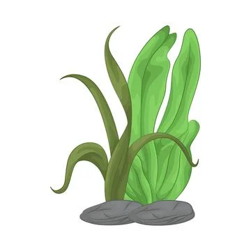 Seaweed Illustration Stock Illustration