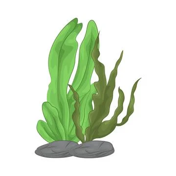 Seaweed Illustration Stock Illustration