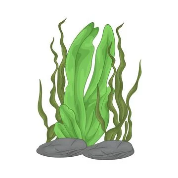 Seaweed Illustration Stock Illustration
