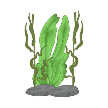 Seaweed Illustration Stock Illustration