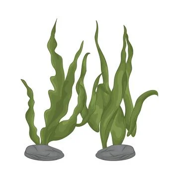 Seaweed Illustration Illustrazione stock