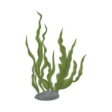Seaweed Illustration Stock Illustration