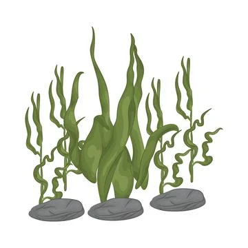 Seaweed Illustration Stock Illustration