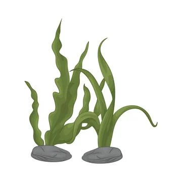 Seaweed Illustration Stock Illustration