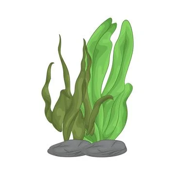 Seaweed Illustration Stock Illustration