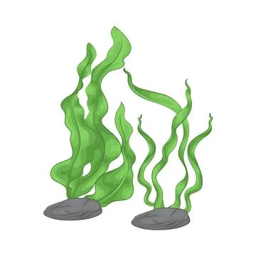 Seaweed Illustration Stock Illustration