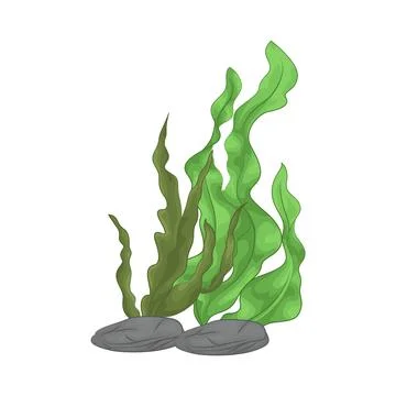 Seaweed Illustration Stock Illustration