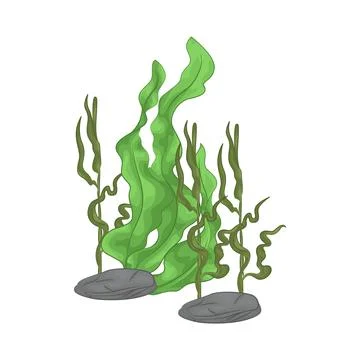 Seaweed Illustration Illustrazione stock
