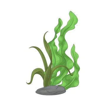 Seaweed Illustration Stock Illustration
