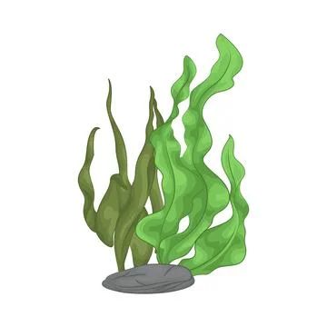 Seaweed Illustration Stock Illustration